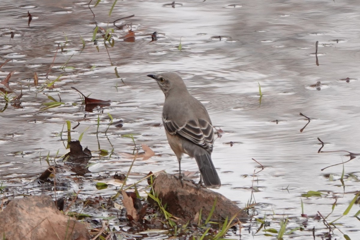 Northern Mockingbird - ML645615651