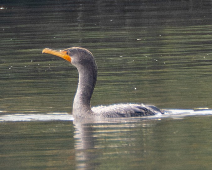 Double-crested Cormorant - ML645615655