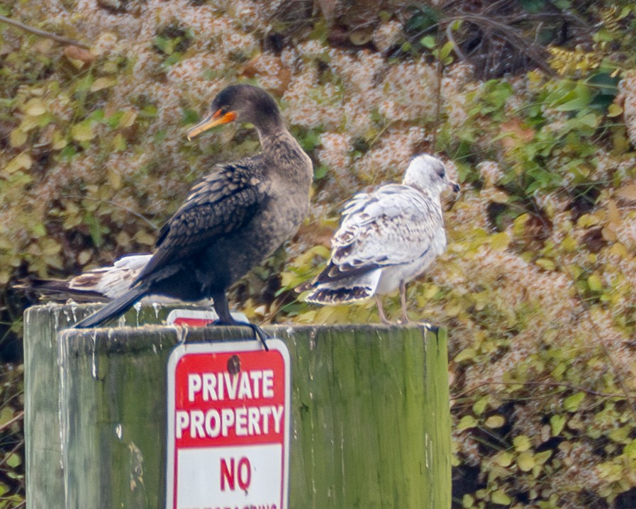 Double-crested Cormorant - ML645615656