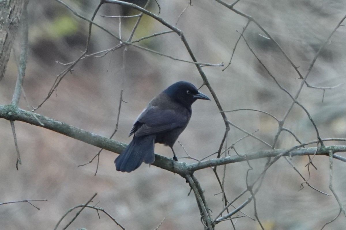 Common Grackle - ML645615658