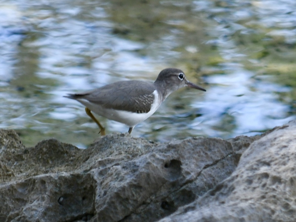 Drosseluferläufer - ML645615659