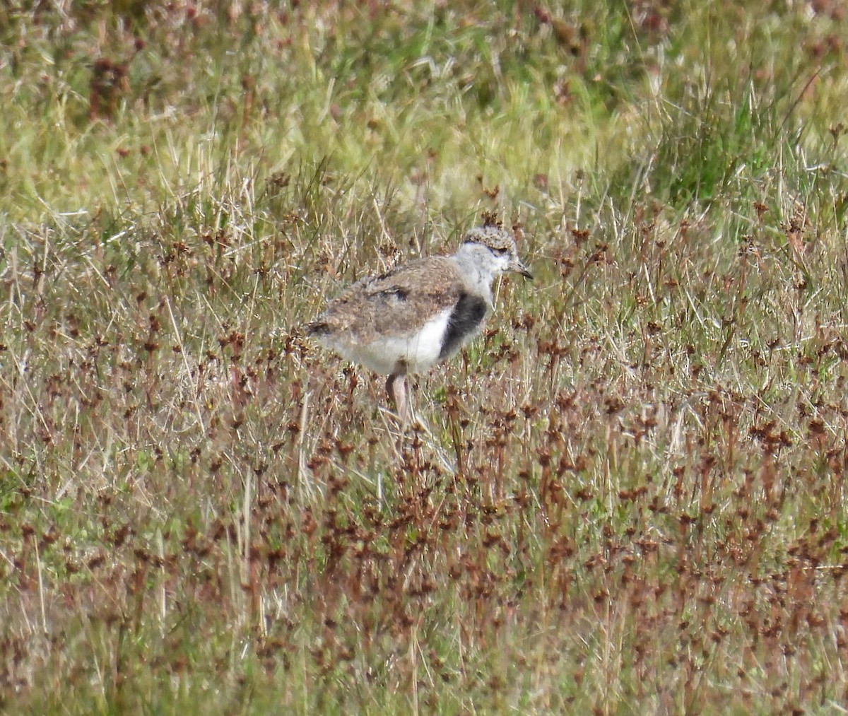 Bronzekiebitz - ML645615660