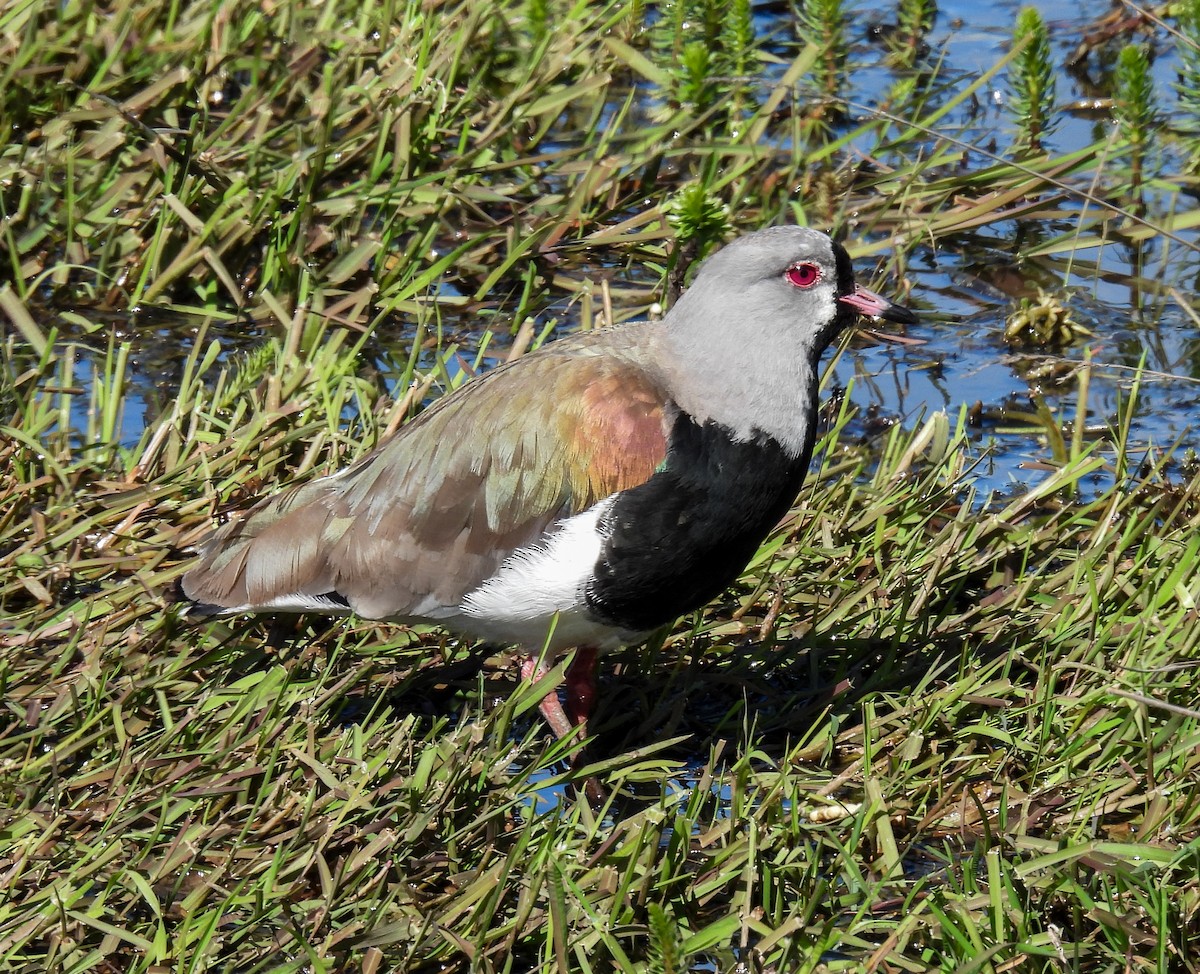 Bronzekiebitz - ML645615661