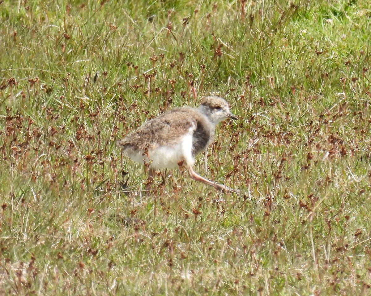 Bronzekiebitz - ML645615662