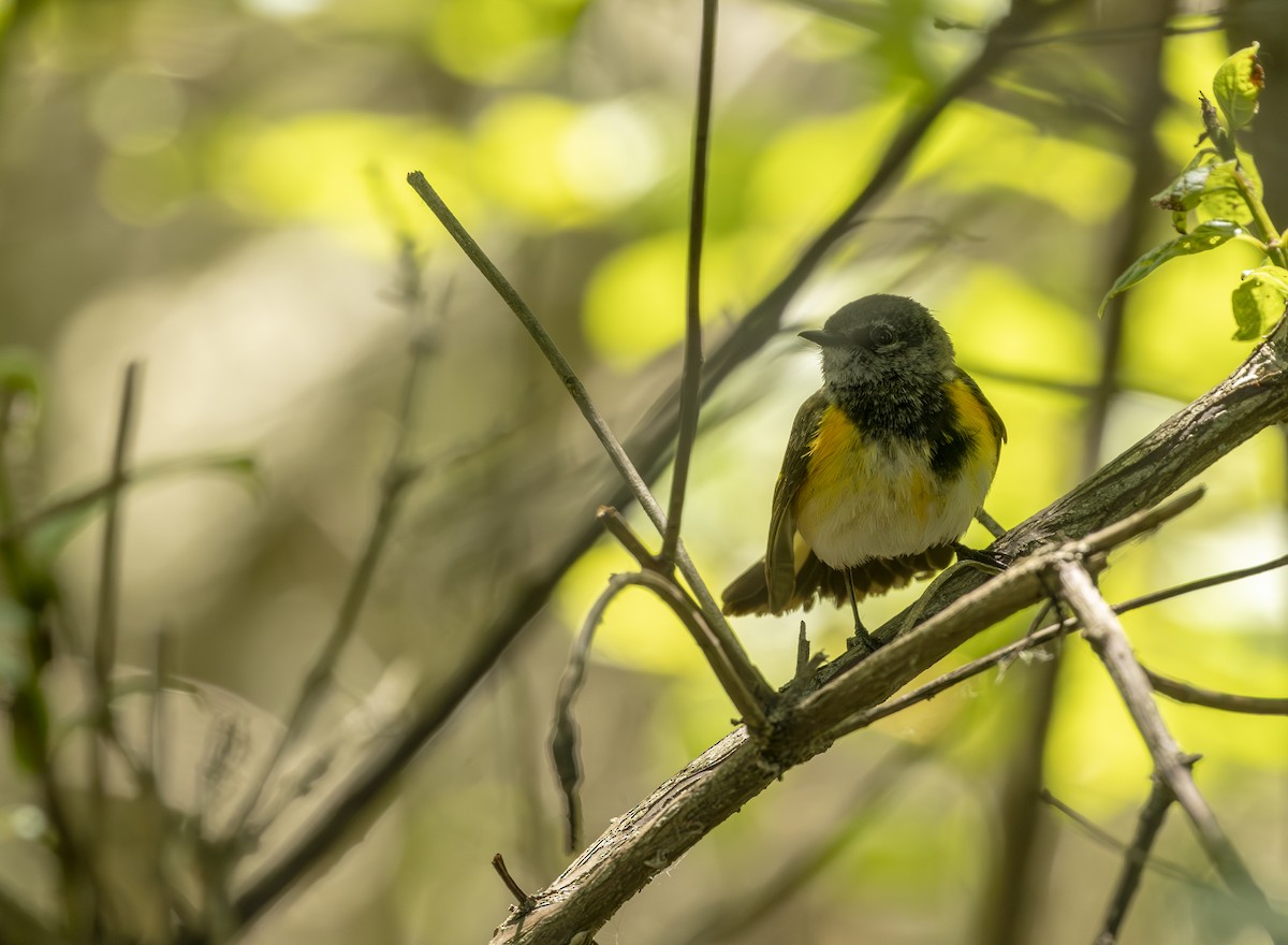 Rotschwanz-Waldsänger - ML645615663