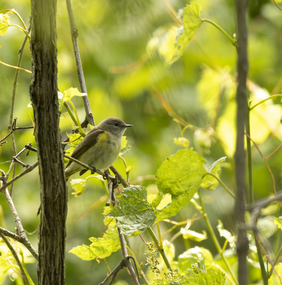 Rotschwanz-Waldsänger - ML645615664