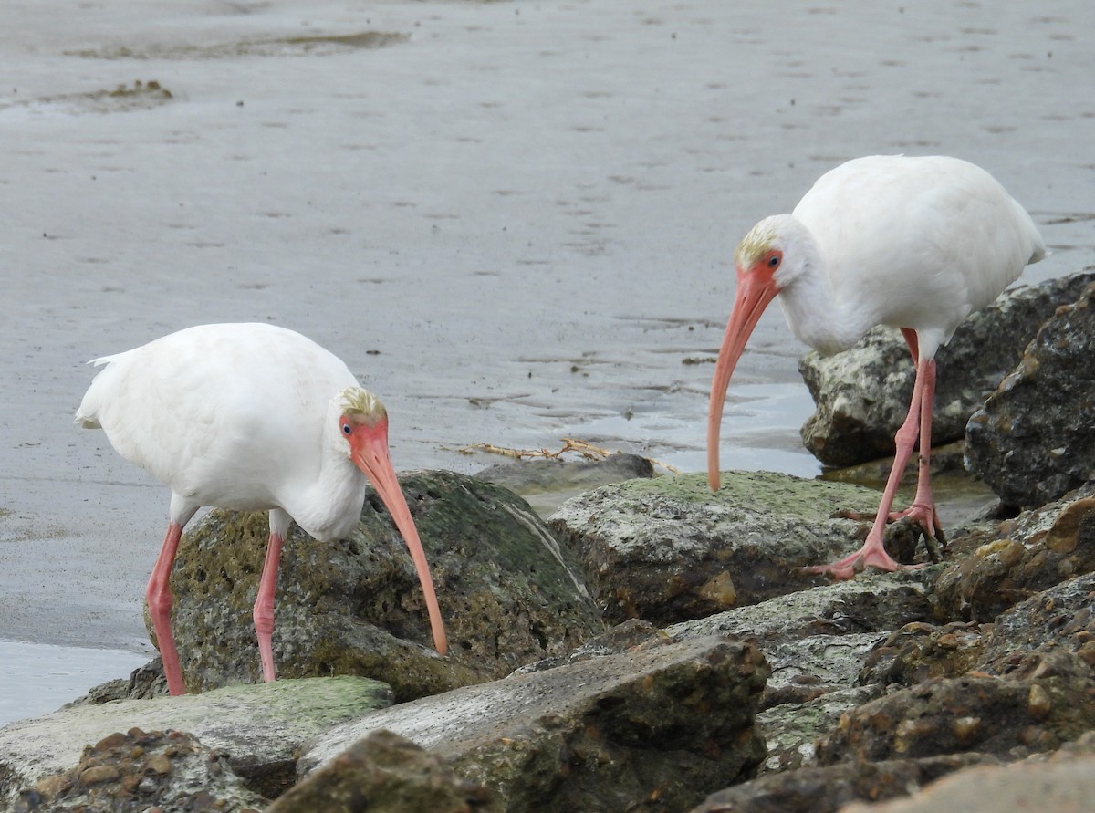 Schneesichler - ML645615665