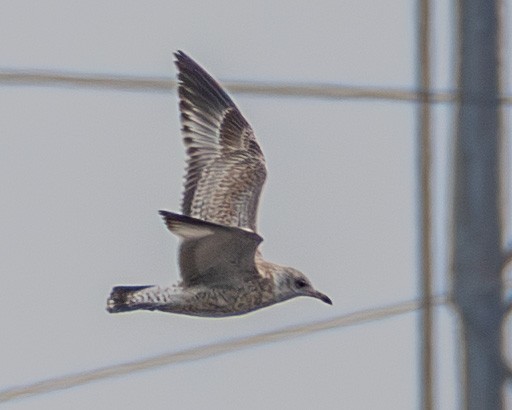 Ringschnabelmöwe - ML645615669