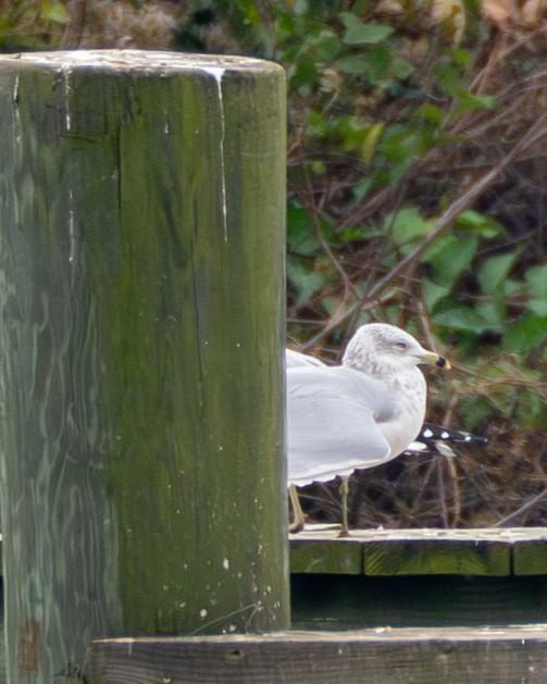 Ringschnabelmöwe - ML645615670