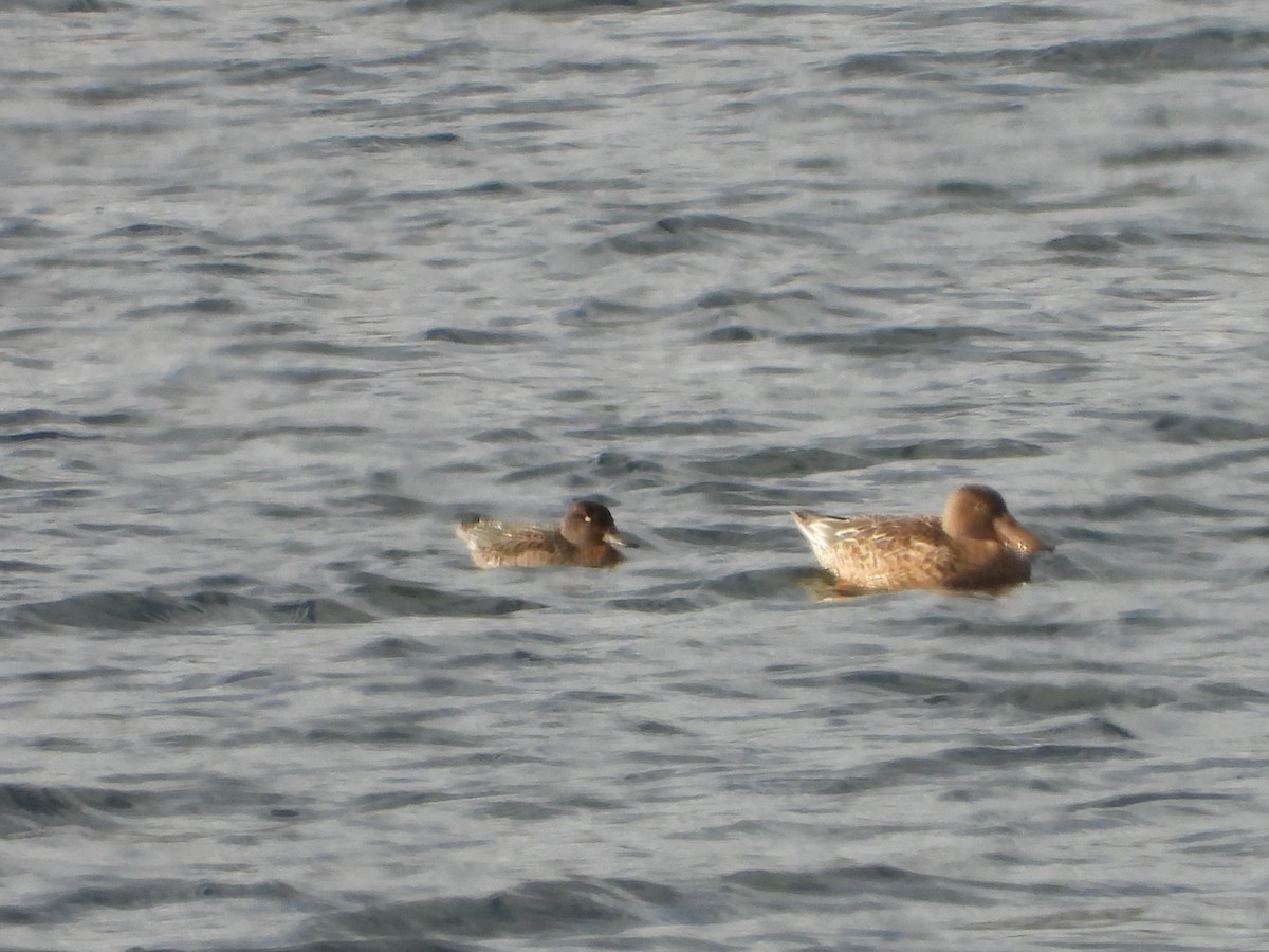 Pfeifente - ML645615671