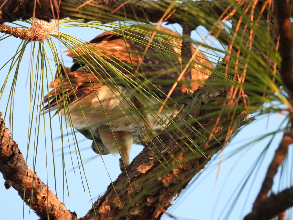 Rotschulterbussard - ML645615672