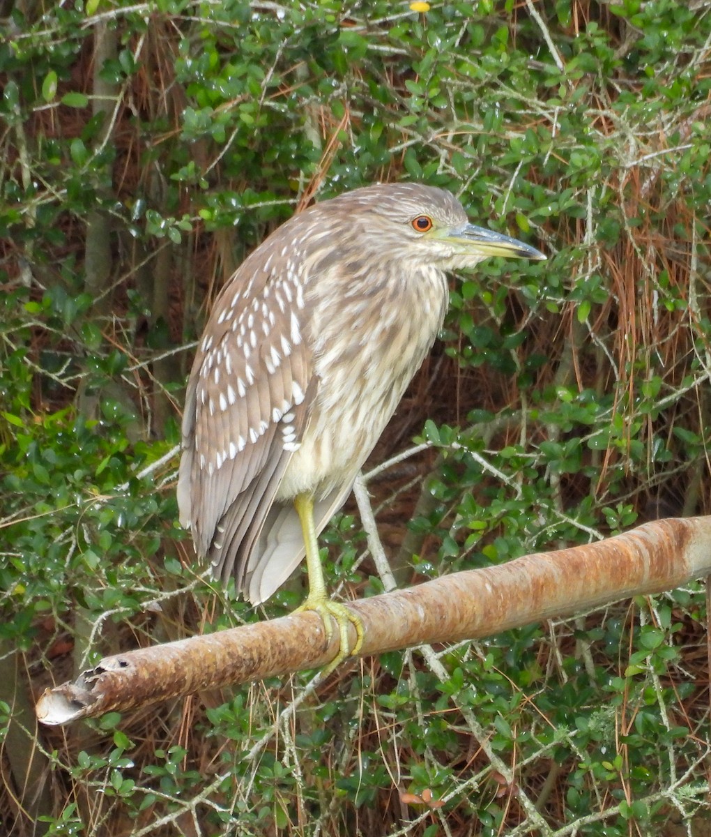 Nachtreiher - ML645615674