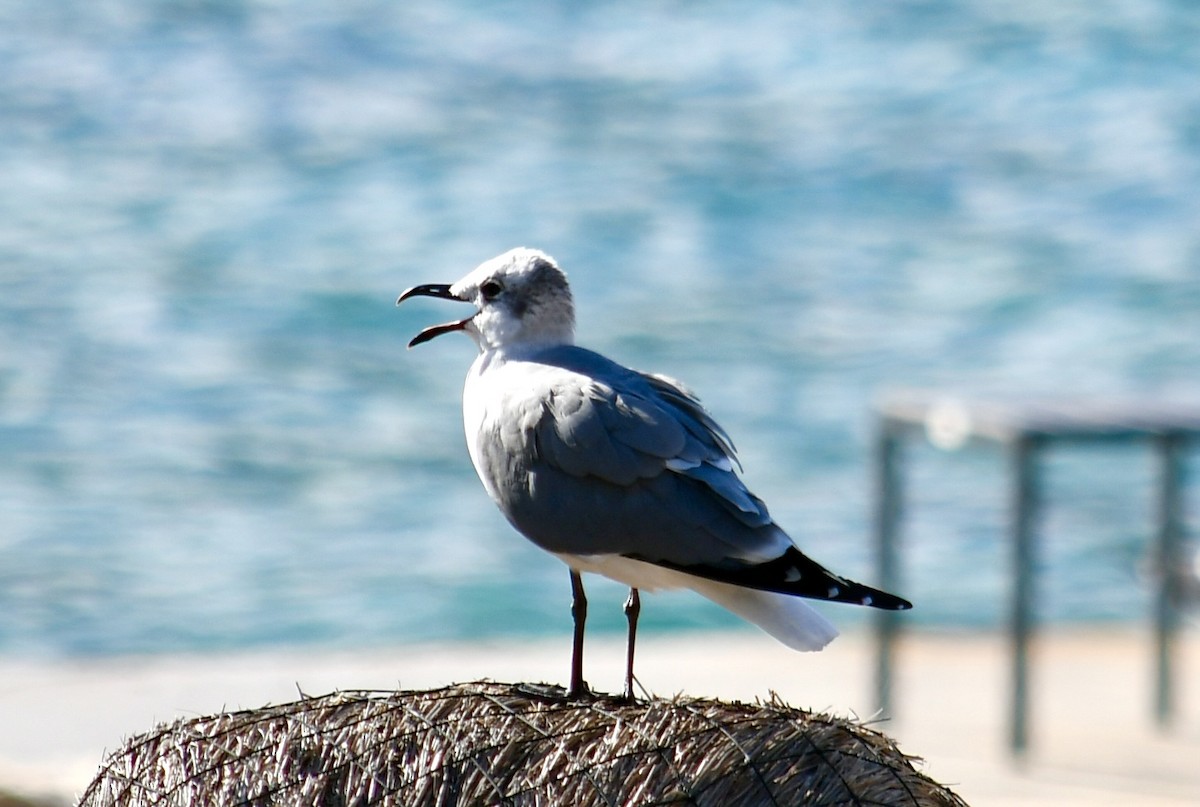 Aztekenmöwe - ML645615676