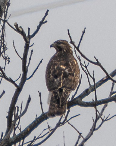 Rotschulterbussard - ML645615677