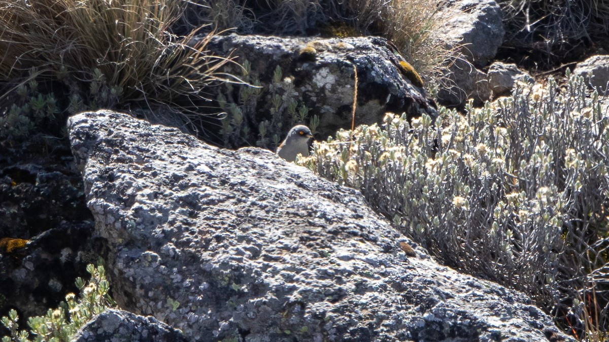 Rotrückenammer (phaeonotus/palliatus) - ML645615678