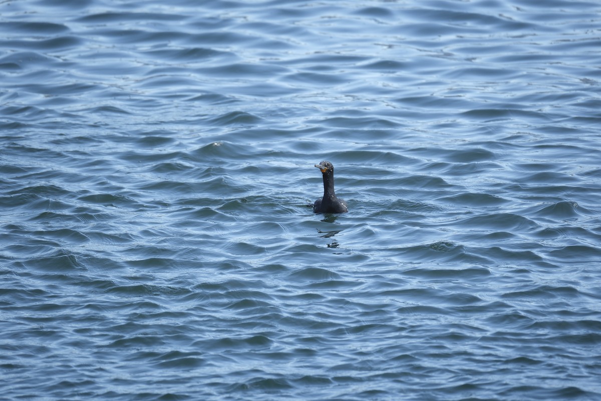 Kapscharbe - ML645615680