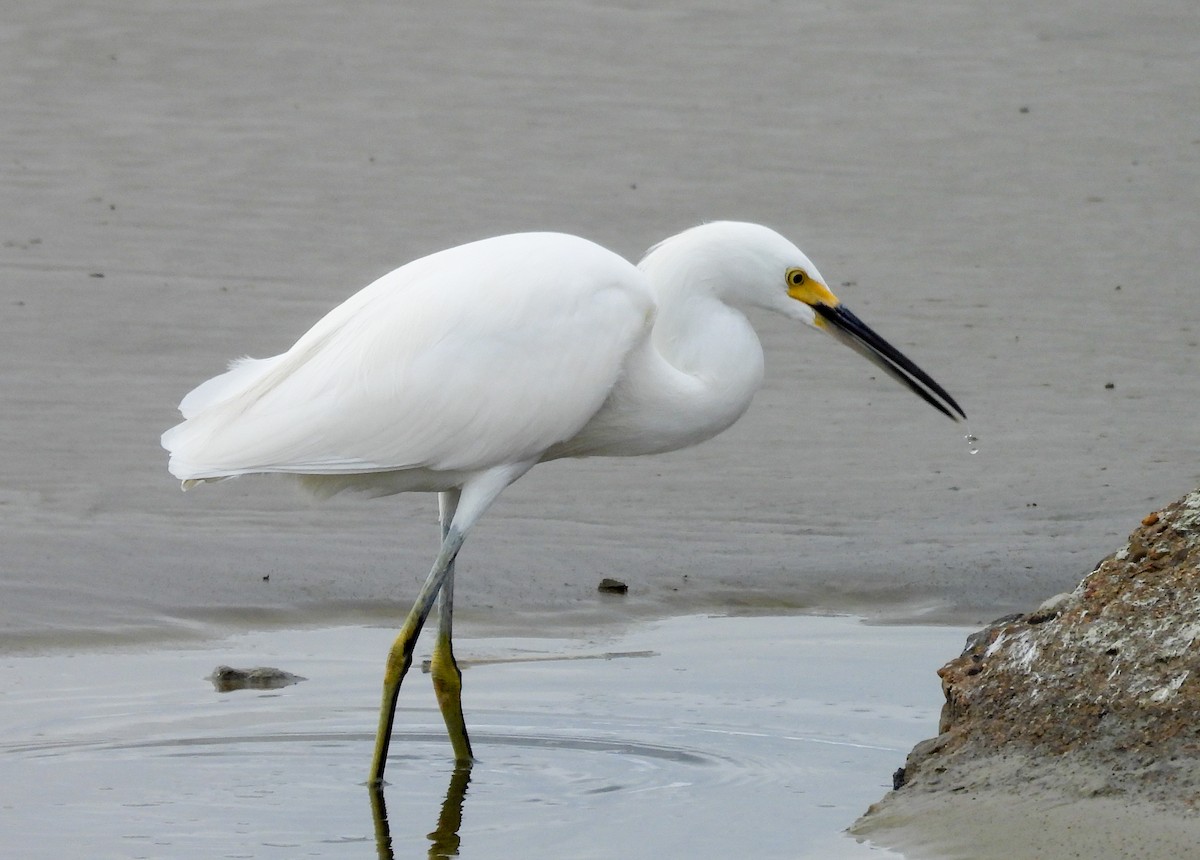 Schmuckreiher - ML645615681