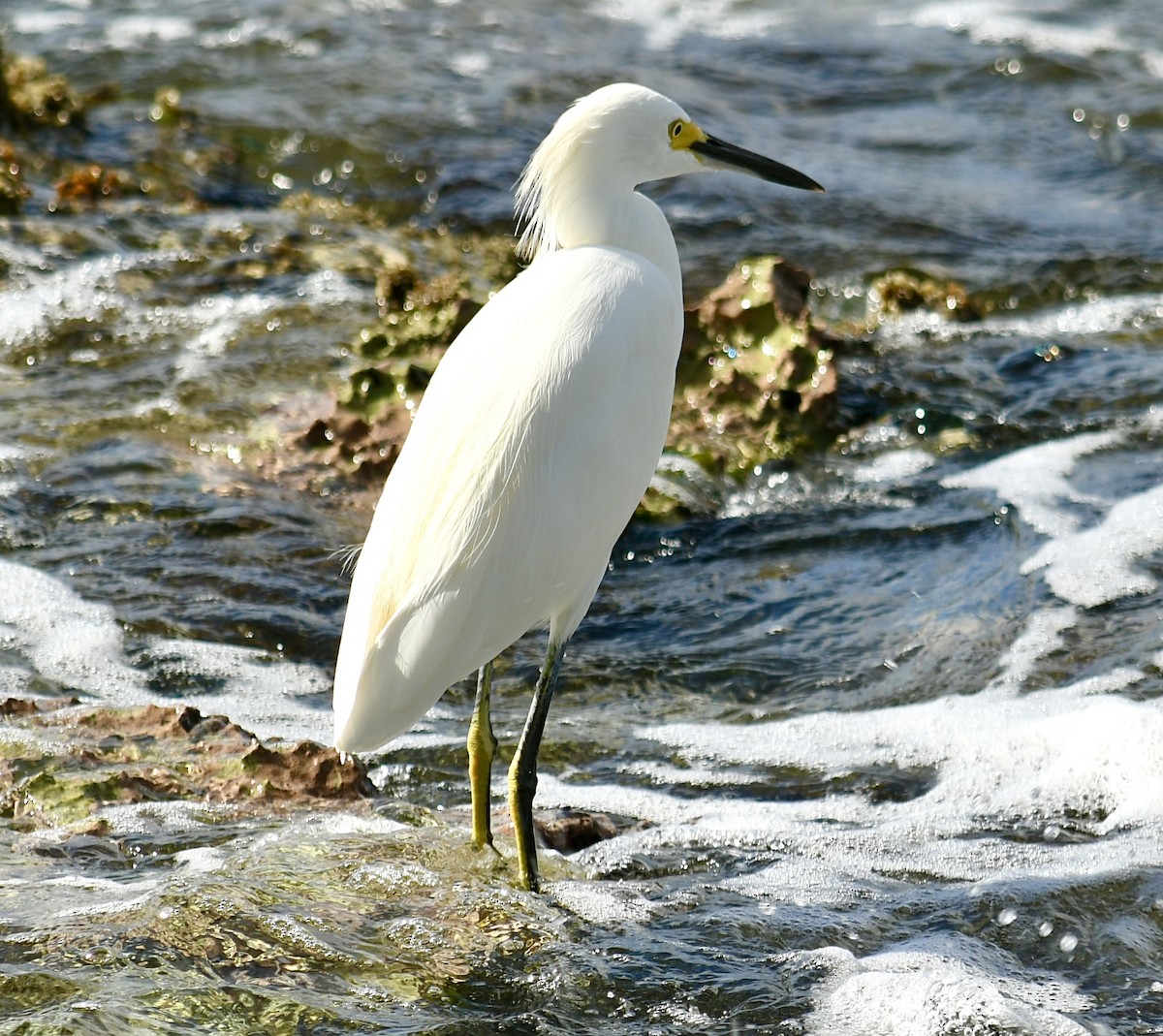 Schmuckreiher - ML645615682