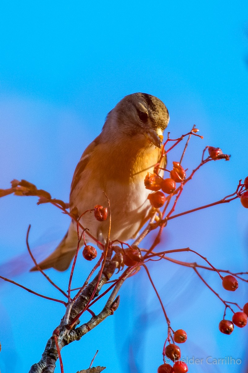 Bergfink - ML645615683