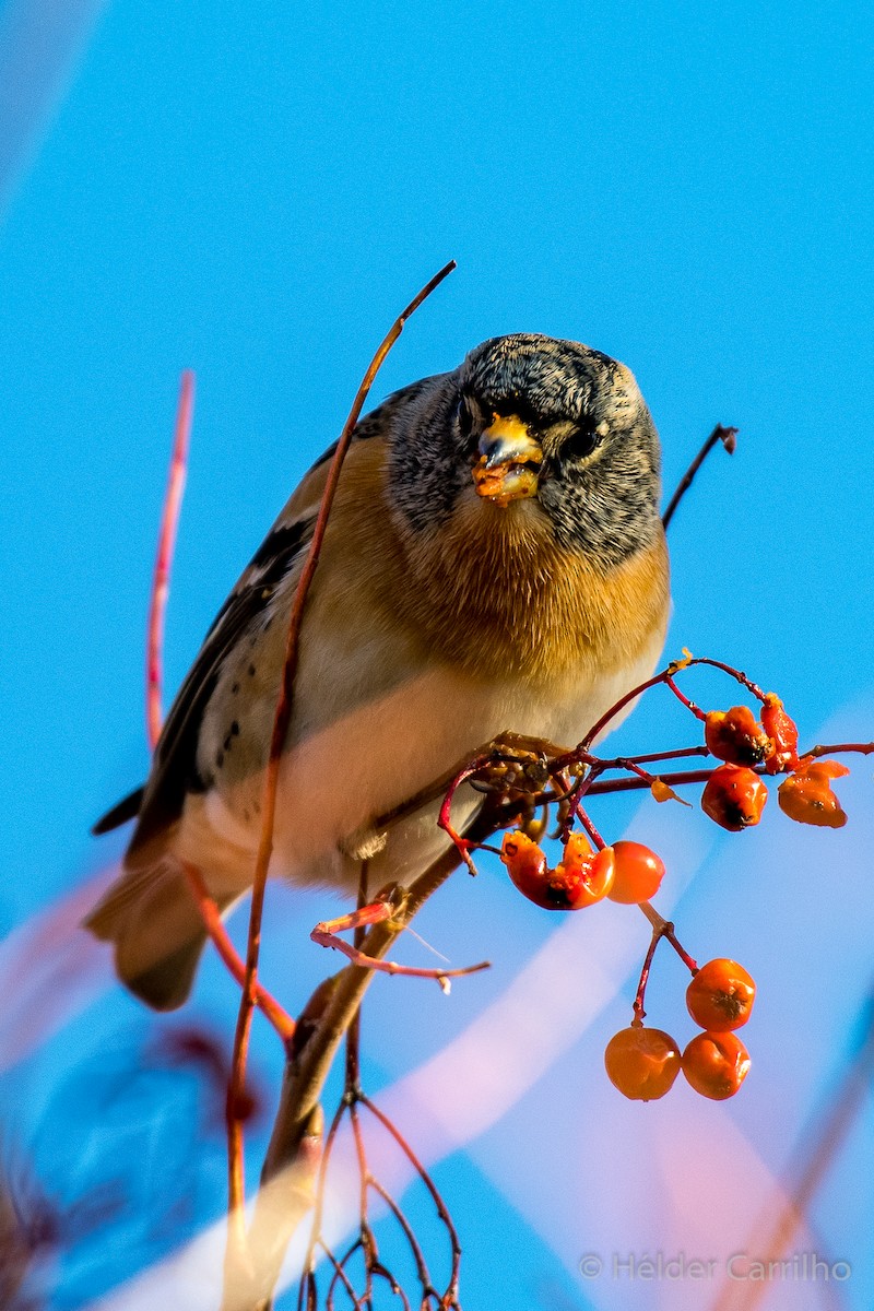 Bergfink - ML645615684