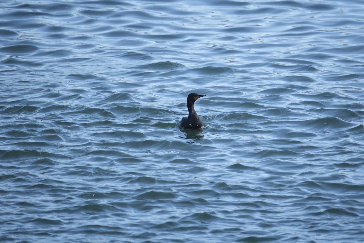 Kapscharbe - ML645615685