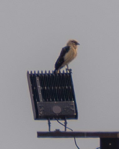 Yellow-headed Caracara - ML645615687