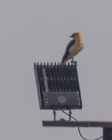 Yellow-headed Caracara - ML645615688