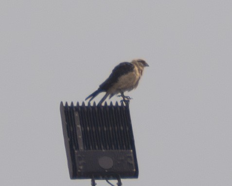 Yellow-headed Caracara - ML645615689