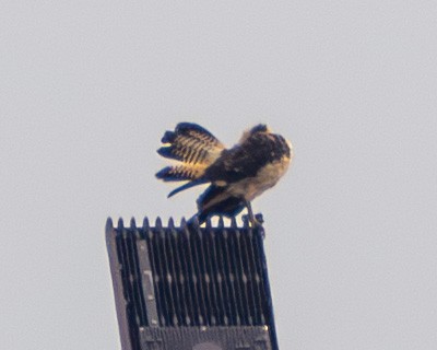 Yellow-headed Caracara - ML645615690