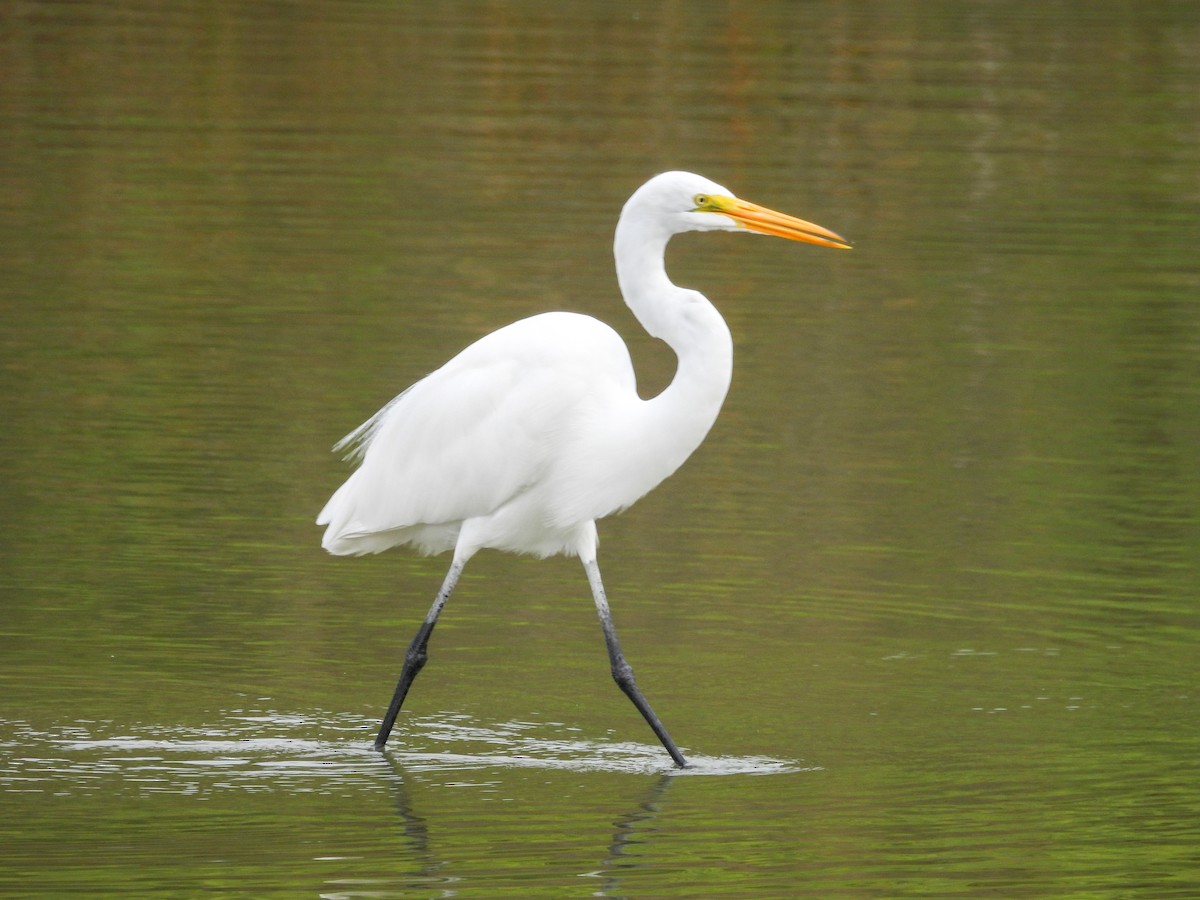 Silberreiher - ML645615692