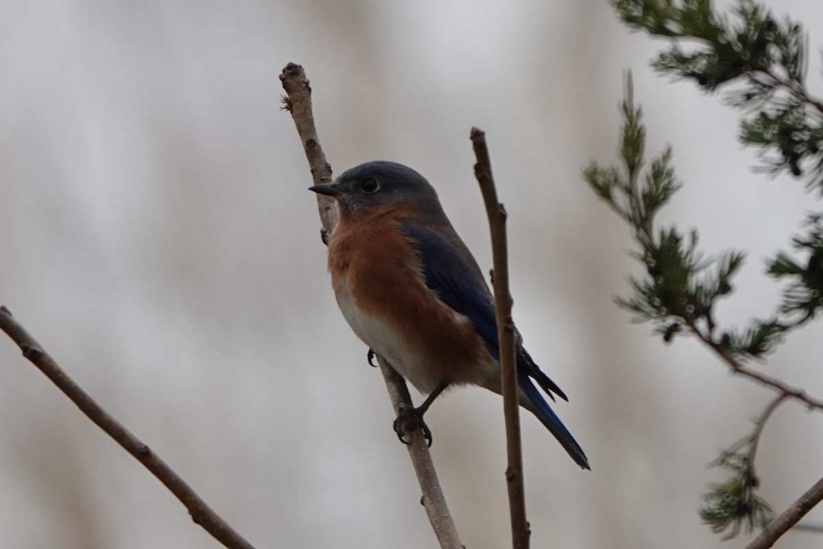 Rotkehl-Hüttensänger - ML645615693