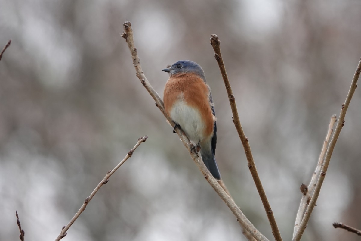 Rotkehl-Hüttensänger - ML645615694