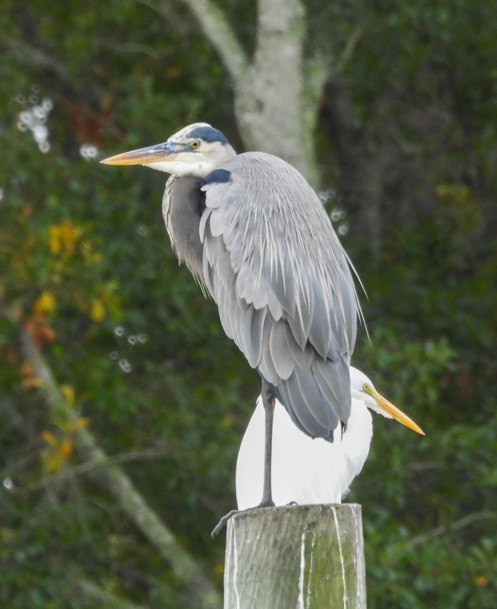 Kanadareiher - ML645615695