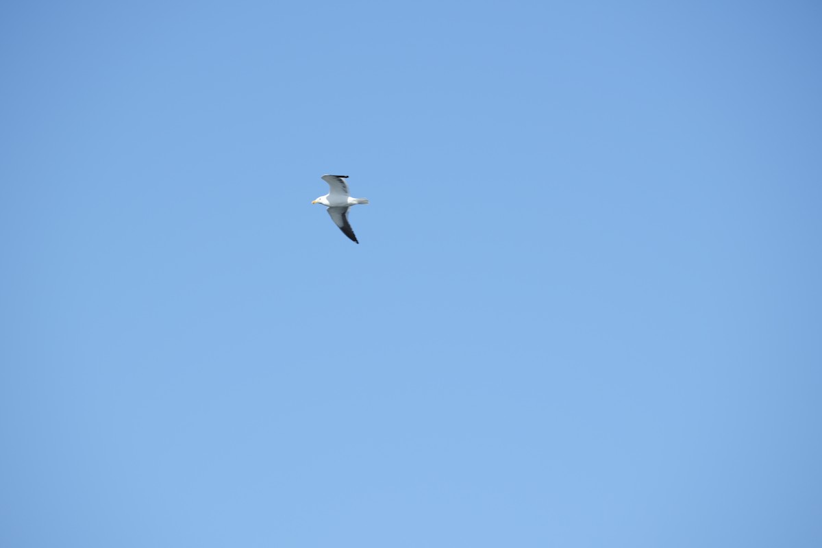 Dominikanermöwe - ML645615696