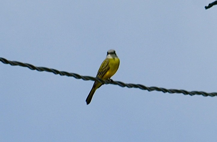 Texaskönigstyrann - ML645615697