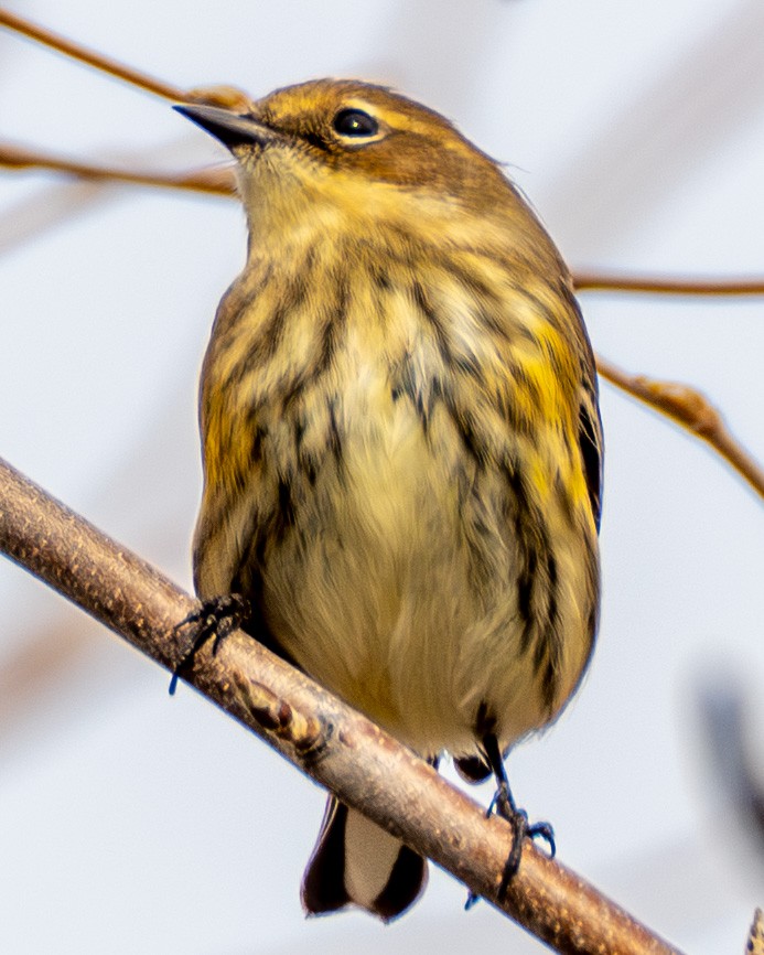 Yellow-rumped Warbler - ML645615704