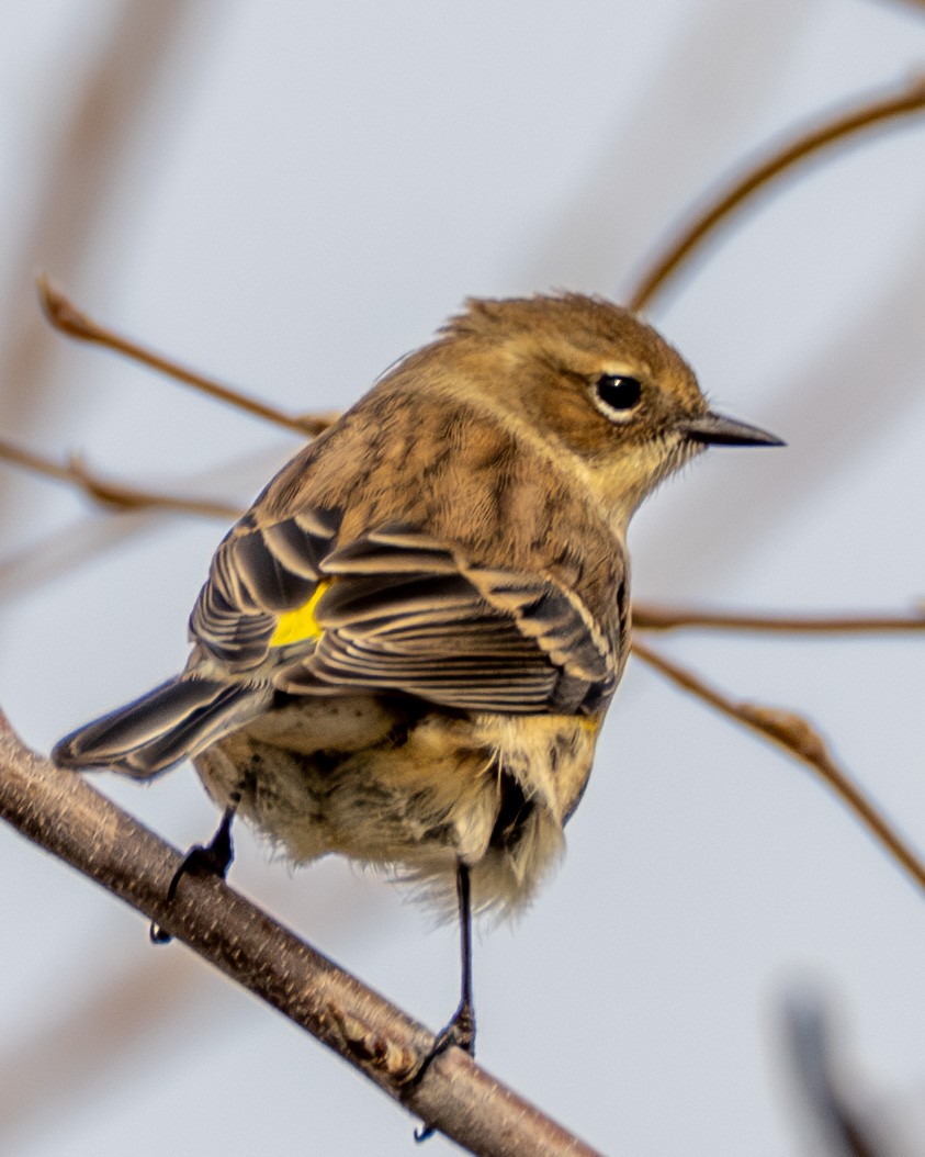 Yellow-rumped Warbler - ML645615705