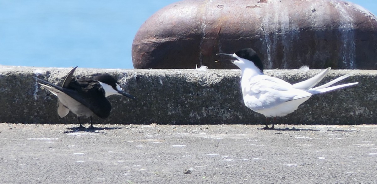White-fronted Tern - ML645615716
