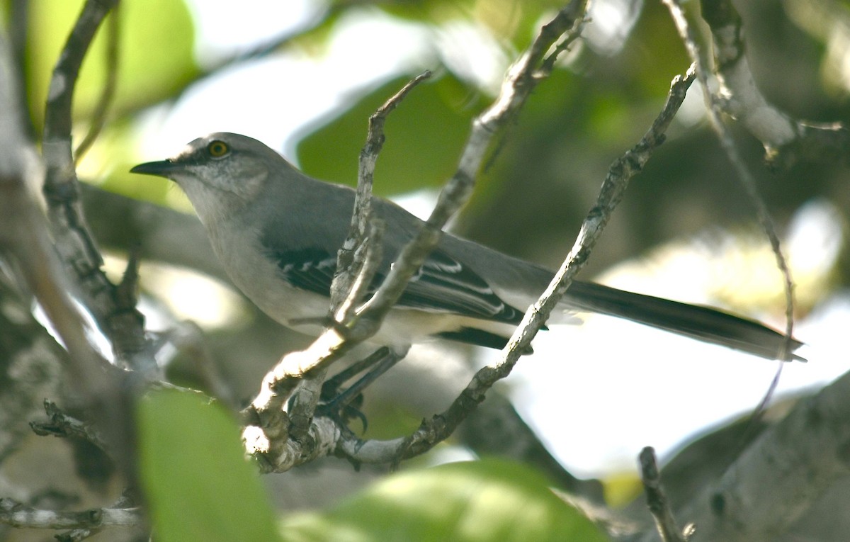 Moqueur des savanes - ML645615718