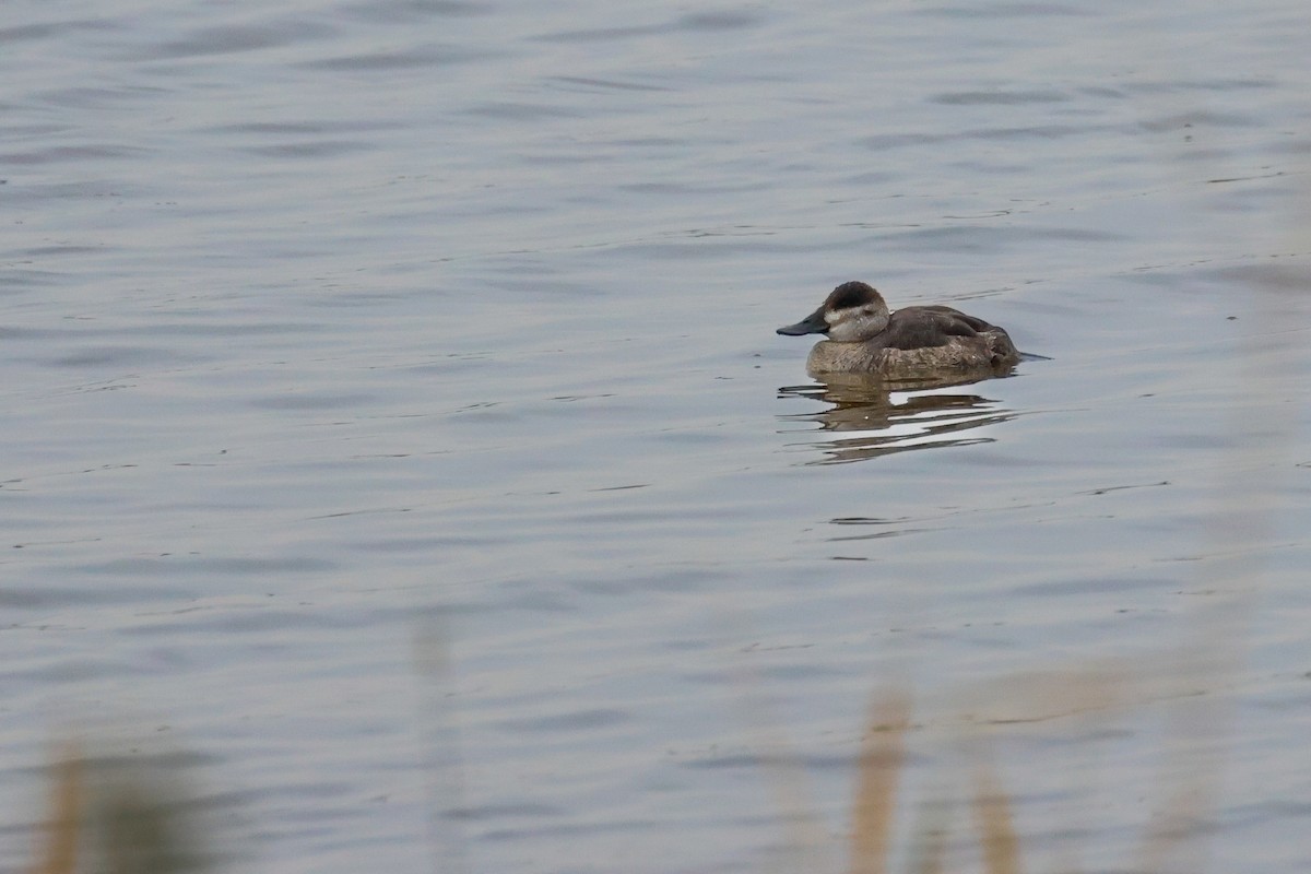 Ruddy Duck - ML645615721
