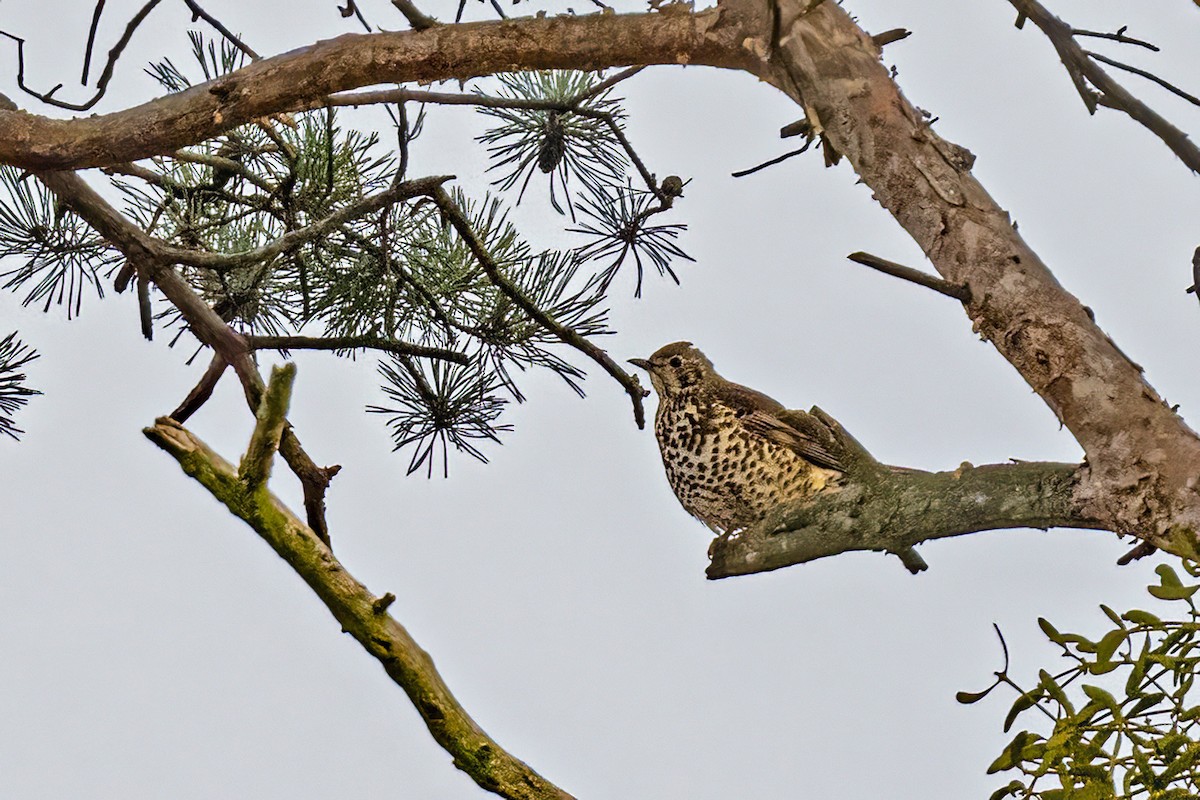 ヤドリギツグミ - ML645615730