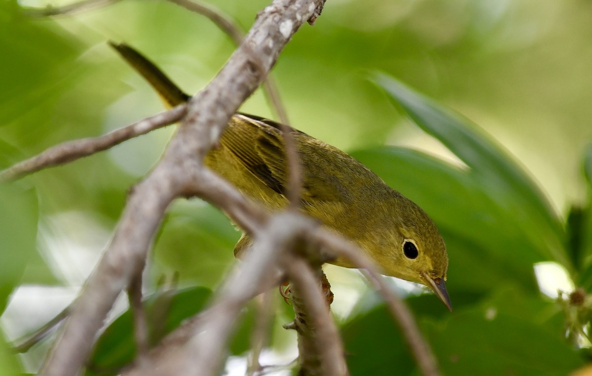 Northern Yellow Warbler - ML645615731