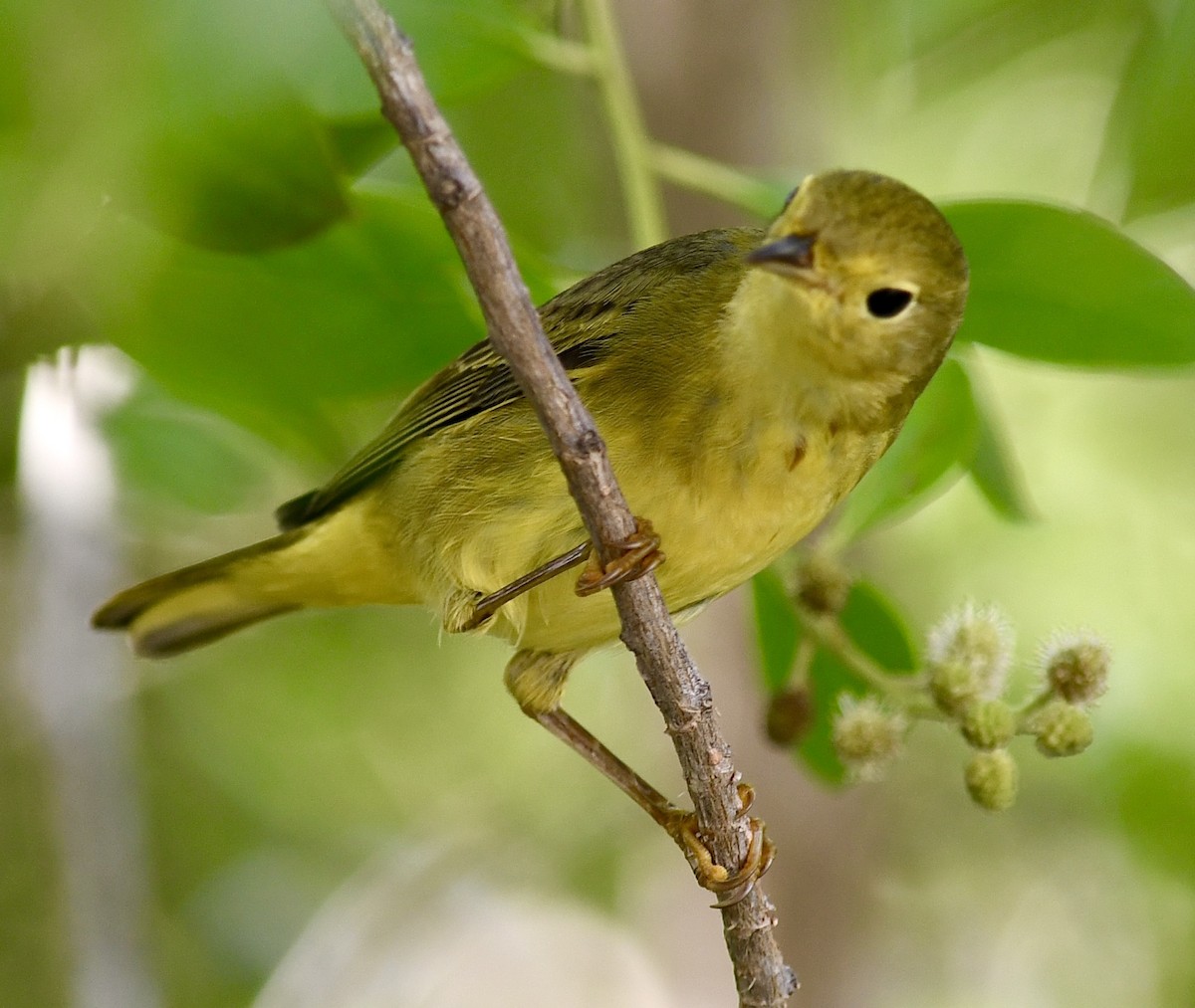 Northern Yellow Warbler - ML645615732