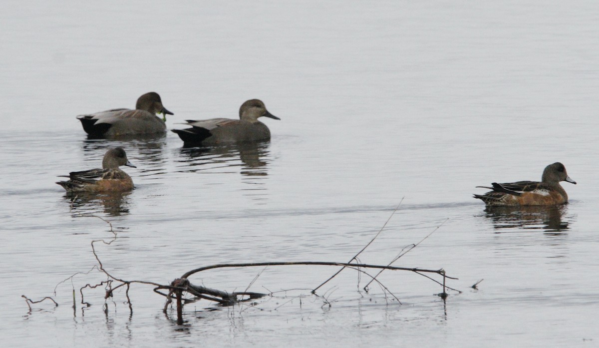 Gadwall - ML645615744