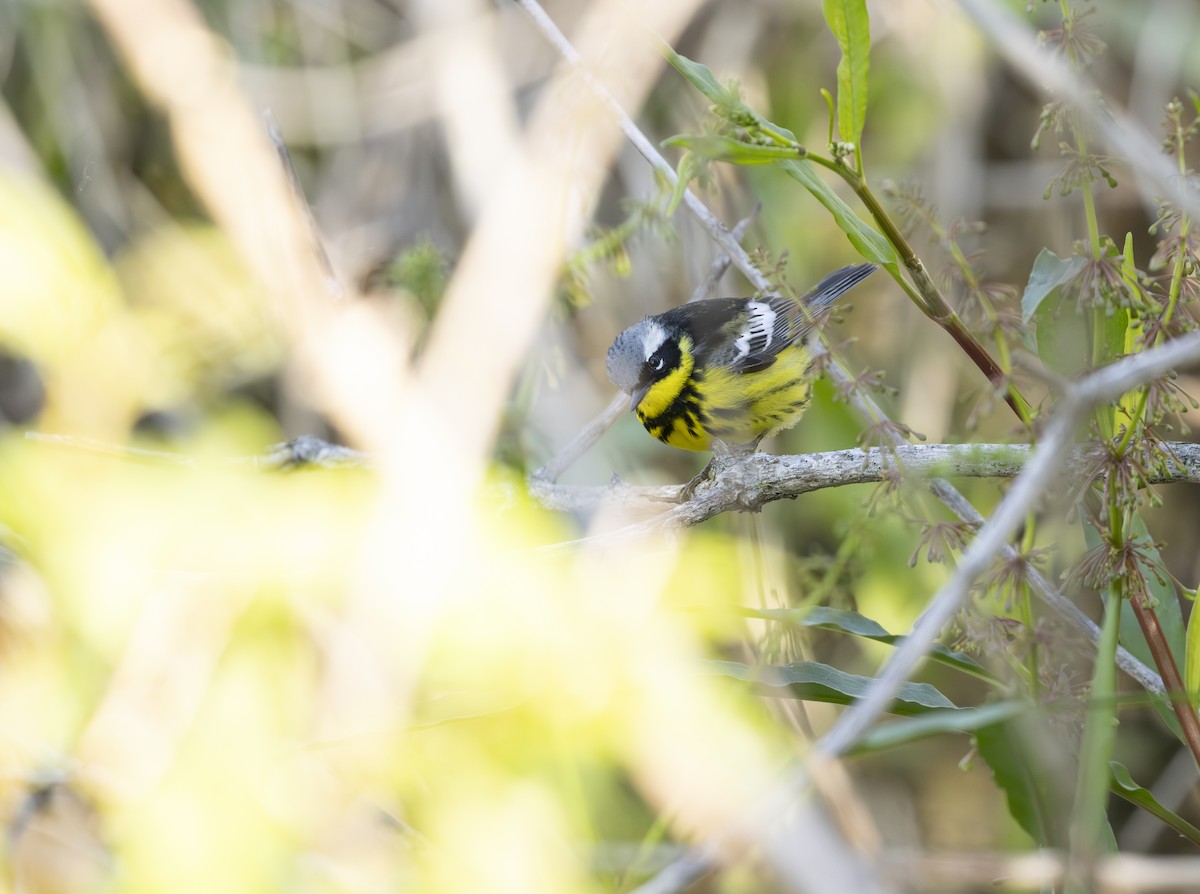 Magnolia Warbler - ML645615749