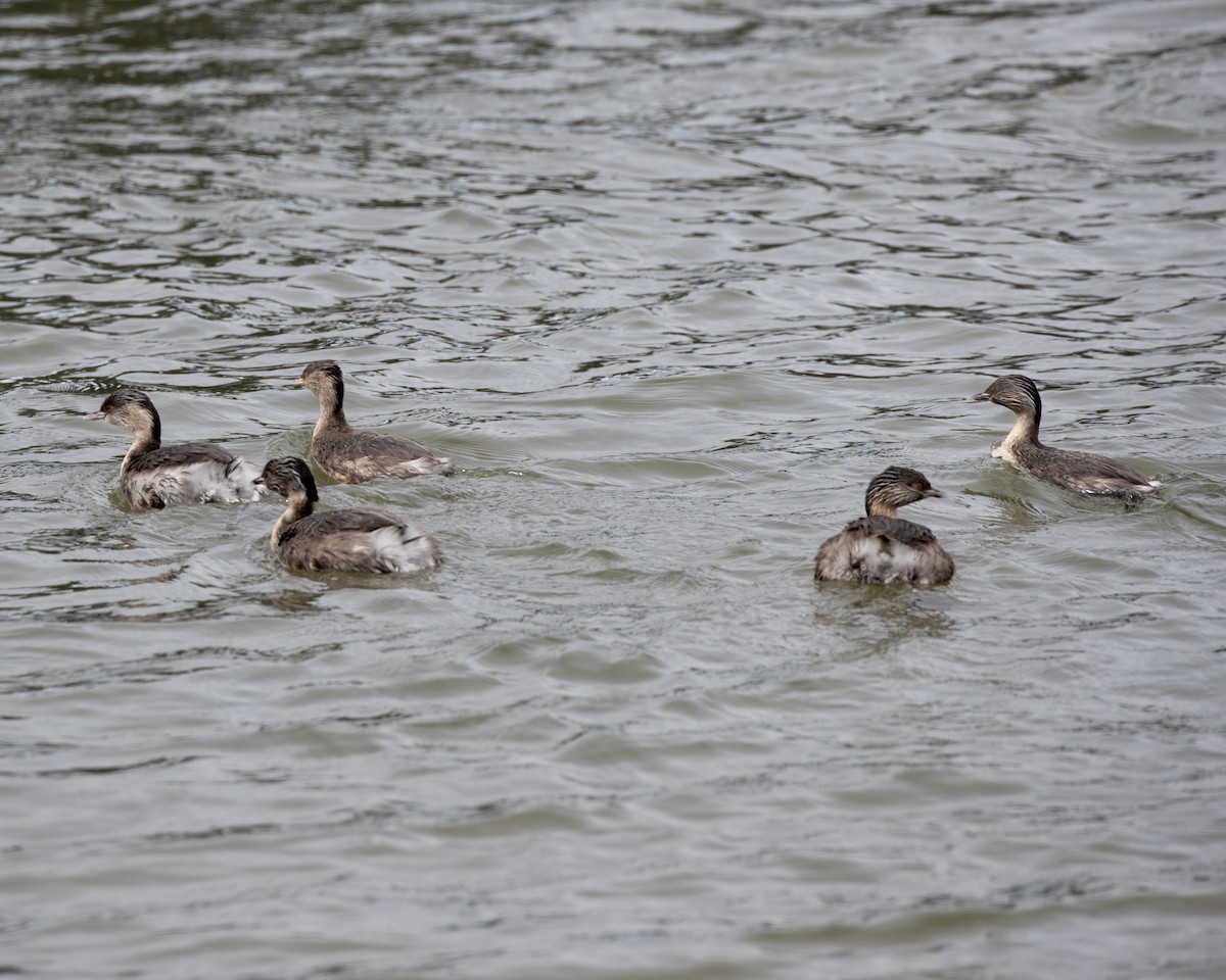 Hoary-headed Grebe - ML645615754