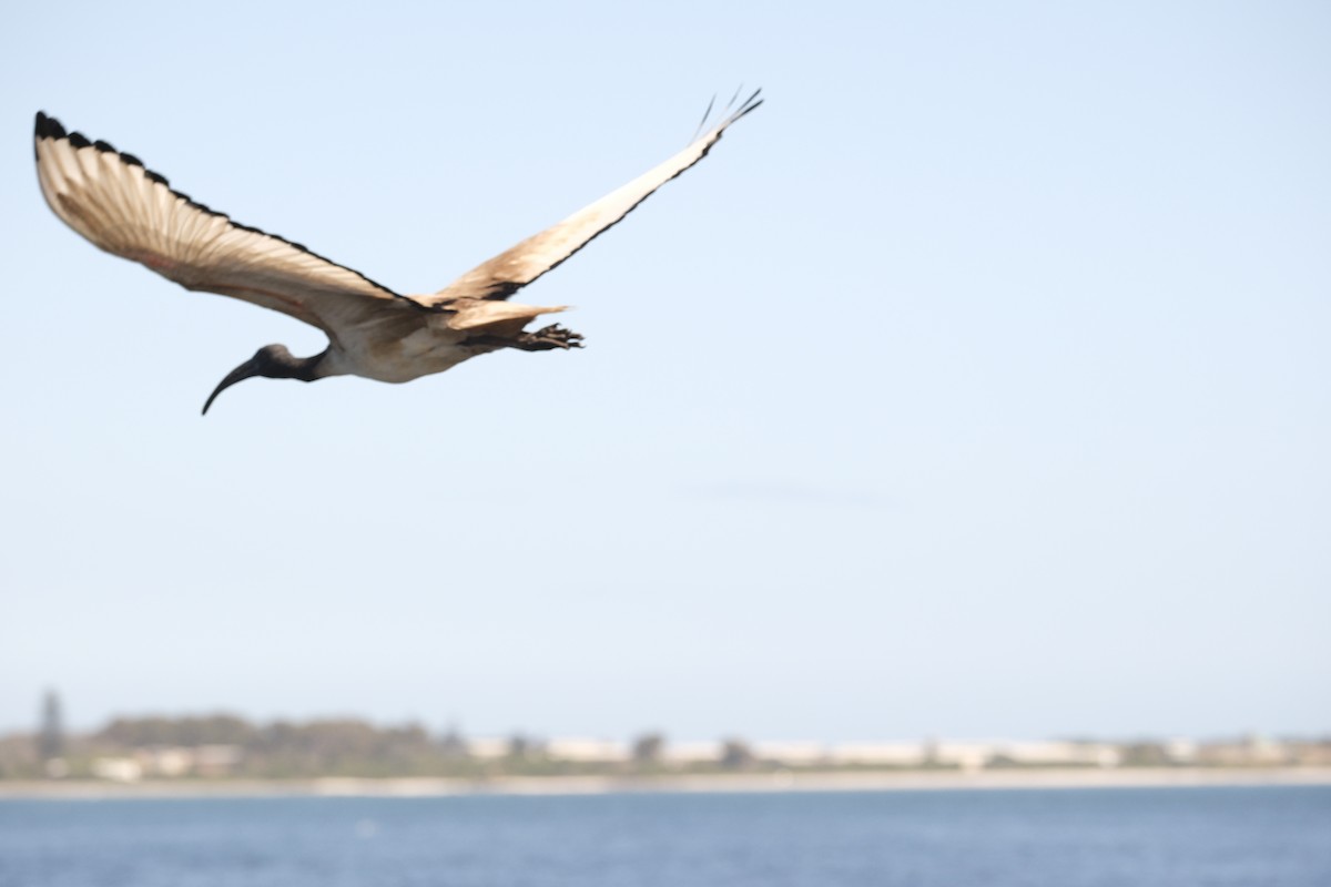 African Sacred Ibis - ML645615757