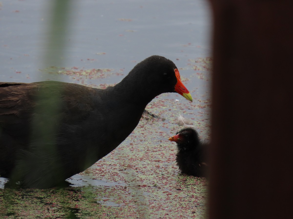 Dusky Moorhen - ML645615759