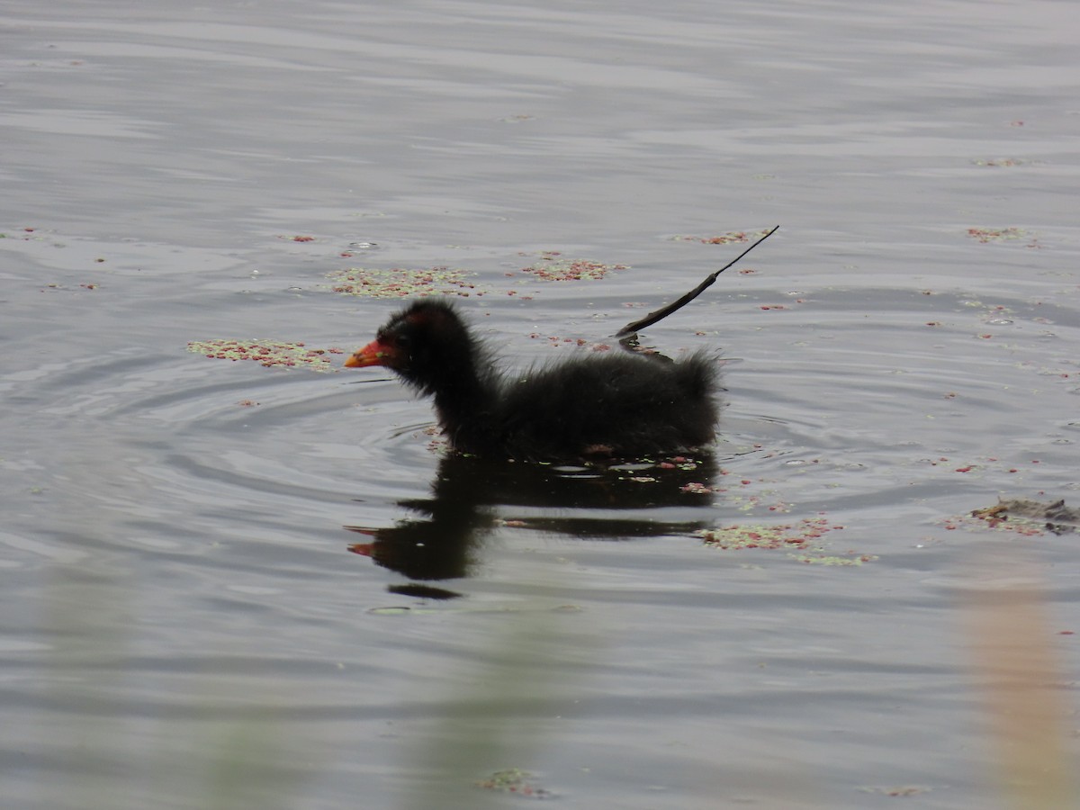 Dusky Moorhen - ML645615760