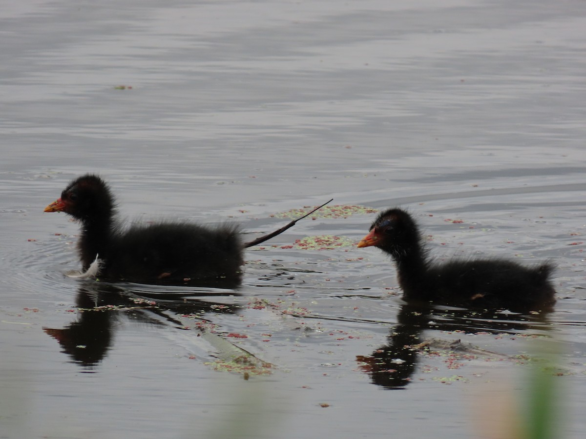 Dusky Moorhen - ML645615761